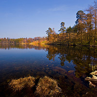 Buy canvas prints of Tarn Hows Morning by Clive Ashton