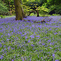 Buy canvas prints of Bluebell Wood by Clive Ashton