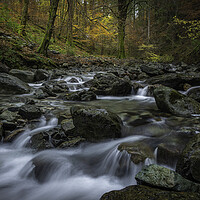 Buy canvas prints of Autumn in Coed Y Brenin by Clive Ashton
