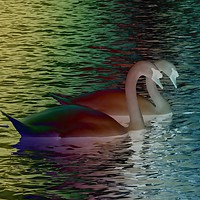 Buy canvas prints of Rainbow Swans by Martine Boer - Reid