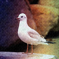 Buy canvas prints of Seagull waiting for fish by Martine Boer - Reid