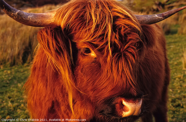 Highland Cattle Calf Picture Board by Chris Drabble