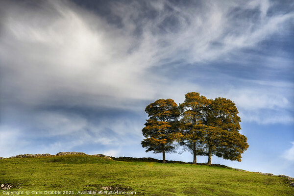Three trees in Hall Dale Picture Board by Chris Drabble
