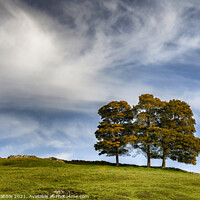 Buy canvas prints of Three trees in Hall Dale by Chris Drabble