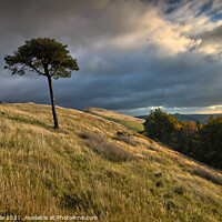 Buy canvas prints of Lone tree on Back Tor by Chris Drabble