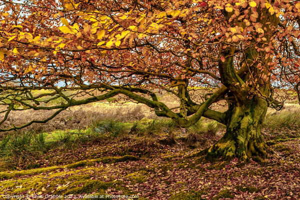 Autumn colours in Longshaw Estate Picture Board by Chris Drabble