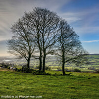 Buy canvas prints of Winter trees at the Roaches by Chris Drabble