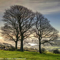 Buy canvas prints of Winter trees at the Roaches  (2) by Chris Drabble