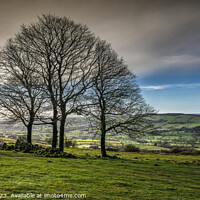 Buy canvas prints of Winter trees at the Roaches (3) by Chris Drabble