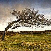 Buy canvas prints of A windswept tree on Stanton Moor by Chris Drabble