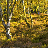 Buy canvas prints of Birch trees on Stanton Moor by Chris Drabble