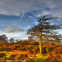 Buy canvas prints of Stanton Moor at Sunset by Chris Drabble