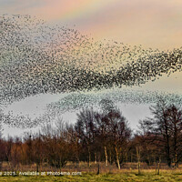 Starling Murmuration, Middleton Moor, Derbyshire