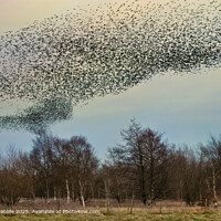 Starling Murmuration Middleton Moor