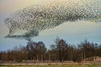 Click to show how this picture will look as a piece of wall art