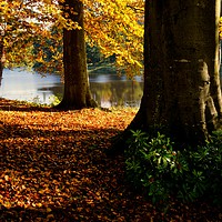 Buy canvas prints of Autumn trees in the River Derwent valley by Chris Drabble