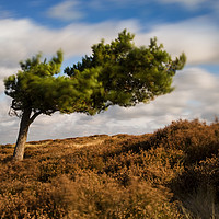 Buy canvas prints of A windswept tree on Ramsley Moor by Chris Drabble
