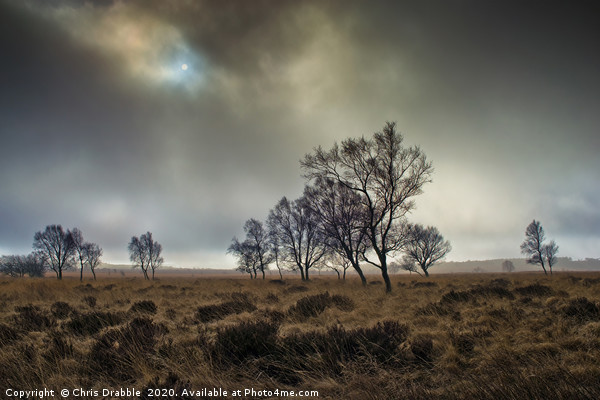 A misty Winter morning on Leash Fen (7) Picture Board by Chris Drabble