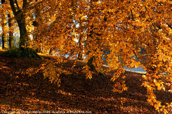 Autumn colours at the River Derwent                Picture Board by Chris Drabble