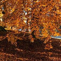 Buy canvas prints of Autumn colours at the River Derwent                by Chris Drabble