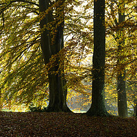 Buy canvas prints of Autumn trees                                by Chris Drabble