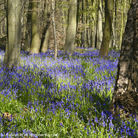 Buy canvas prints of Blue Bells in Dukes Wood by Chris Drabble