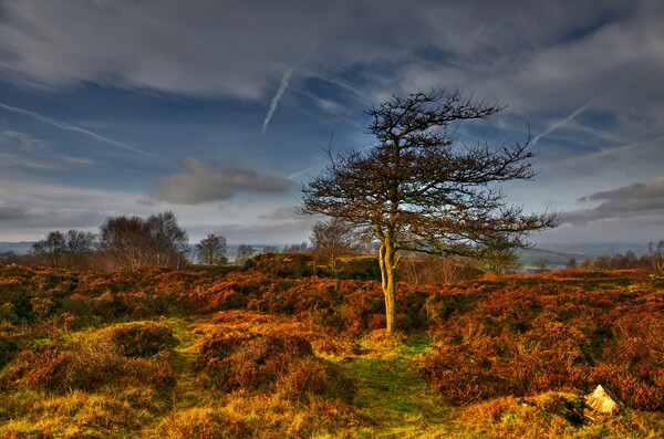 Stanton Moor at sunset  Picture Board by Chris Drabble