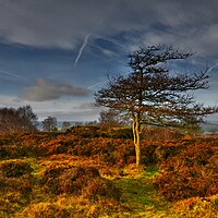 Buy canvas prints of Stanton Moor at sunset  by Chris Drabble