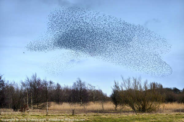 A Starling Murmuration and attendant Sparrowhawk Picture Board by Chris Drabble
