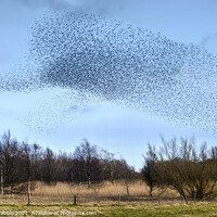 Buy canvas prints of A Starling Murmuration and attendant Sparrowhawk by Chris Drabble