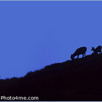 Buy canvas prints of Stag and Hinds at dusk by Chris Drabble