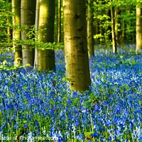 Buy canvas prints of A carpet of Bluebells in Duke's Wood (3) by Chris Drabble