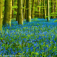 Buy canvas prints of A Carpet of Bluebells in Duke's Wood by Chris Drabble