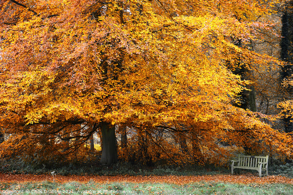 Autumn colours in Roche Abbey grounds Picture Board by Chris Drabble
