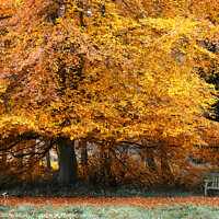 Buy canvas prints of Autumn colours in Roche Abbey grounds by Chris Drabble