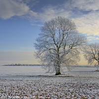 Buy canvas prints of Frozen trees by Chris Drabble