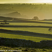 Buy canvas prints of Dry stone walled fields near Wetton in evening lig by Chris Drabble