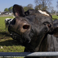 Buy canvas prints of Friesian cow showing her inquisitive nature by Chris Drabble
