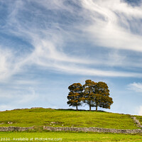 Buy canvas prints of Hall Dale trees by Chris Drabble