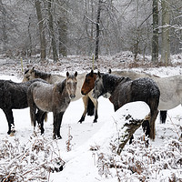 Buy canvas prints of New Forest Ponies  in a Snowstorm by Bob Barnes
