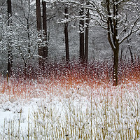 Buy canvas prints of Colour in the Snow by Bob Barnes