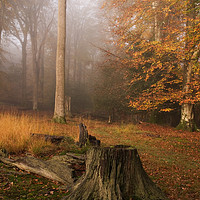 Buy canvas prints of Autumnal Mist by Bob Barnes