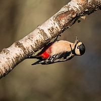 Buy canvas prints of Great Spotted Woodpecker Dendrocopos major by Bob Barnes