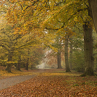 Buy canvas prints of An Autumn Walk by Bob Barnes