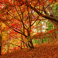 Buy canvas prints of Autumn at Virginia Water Park  by Bob Barnes