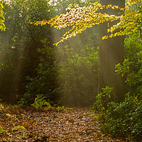 Buy canvas prints of Sun Rays on Forest Floor by Bob Barnes