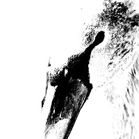 Buy canvas prints of Black and White Swan by Tristan Wedgbury
