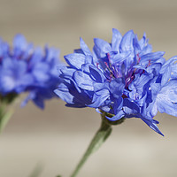 Buy canvas prints of Blue Flowers by Tristan Wedgbury