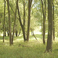 Buy canvas prints of Summer Woodland by Tristan Wedgbury
