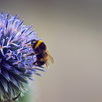Buy canvas prints of Bumble Bee & Flower by Tristan Wedgbury